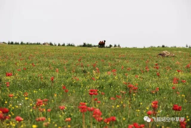 蔚縣飛狐峪·空中草原景區(qū)——花訊