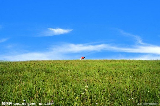 2010八月的草原